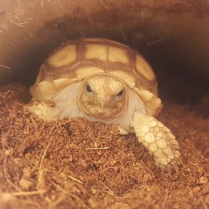 Meet your Posher, Miguel